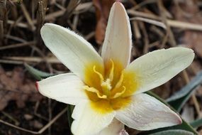 white tulip on a background of dry grass