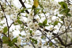 blooming of a cherry tree