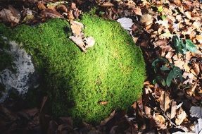green bright moss among dry autumn foliage