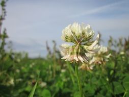 White clover among green grass