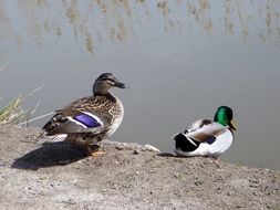 pair of mallard ducks at water