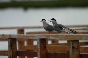 bird seagull views