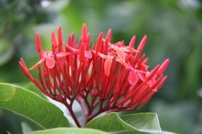 Needle scarlet buds