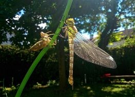 dragonfly in summer garden macro