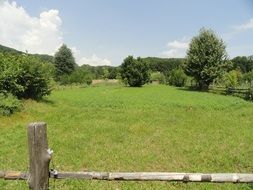 green pasture in summer