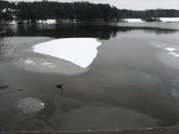 duck on the winter lake