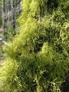 fluffy green moss on the tree bark