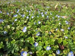 veronica persica, blue flowers above green leaves in garden