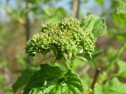 viburnum opulus close-up on blurred background