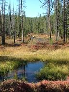 overgrown creek in the autumn forest