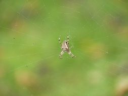 spider on a web against the backdrop of green