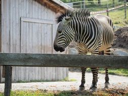 zebra behind a fence on a farm