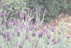 garden small flowers