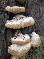 mushroom stoned