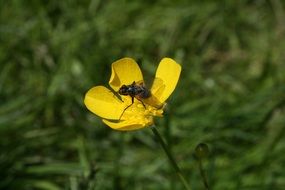 insect on a small yellow flower close up