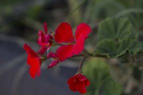 red cute flower