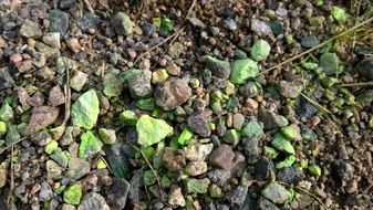 Green spray paint on stones