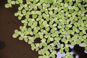 Beautiful, small green leaves on the water