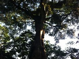 tree with green leaves in the forest under the sky