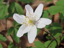 anemone nemorosa in the woods