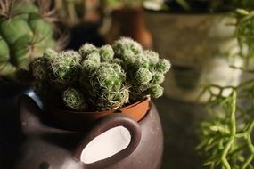 cactus succulent in the pot