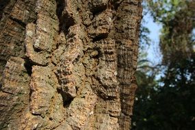 old tree bark structure