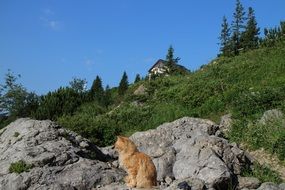Orange cat on a mountain