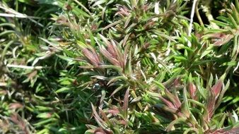 evergreen spring plants