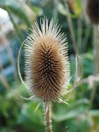 dry thistle on green plant background