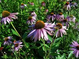 purple flowers on a flower meadow