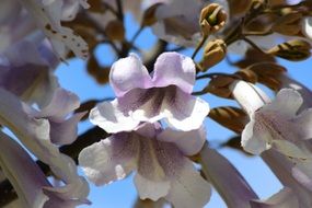 flowers on the tree