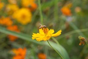 bee on the flower macro