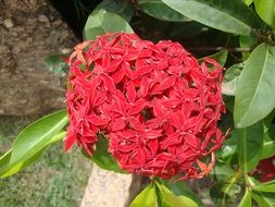 nice red flowers in the garden