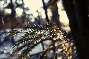 Branch of spruce on a blurred background