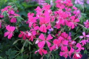 Pink flower field in summertime