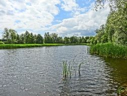 tranquil pond in park landscape