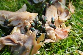 flies on pieces of food