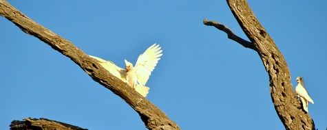 two yellow parrots perched dry branches at sky