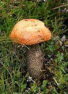 amazing mushroom