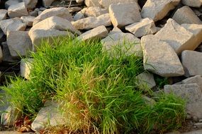 green grass between rocks