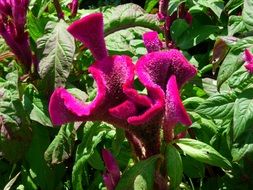 velvet purple flowers
