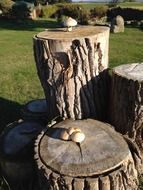 mushrooms on stumps