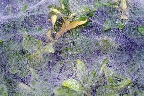 plants covered by spunbond