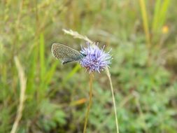 cute butterfly on the purple flower