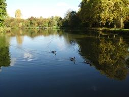 summer nature of the park