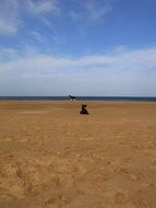 remote view of a black animal on a beach in scotland