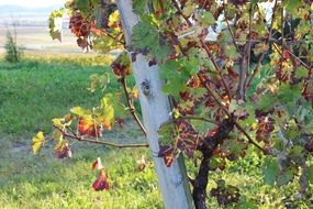 Field of the vineyard in autumn