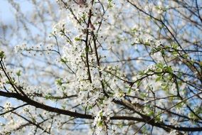 white spring flowers on the trees