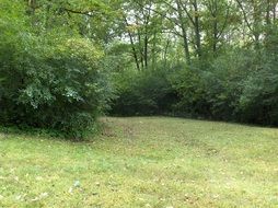 green trees and bushes in the park