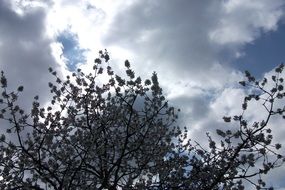 blooming tree branches at spring sky